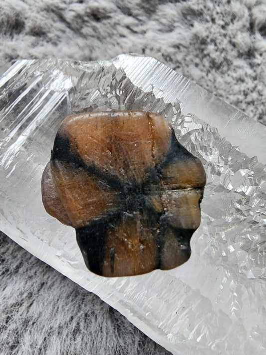 Chiastolite Specimen