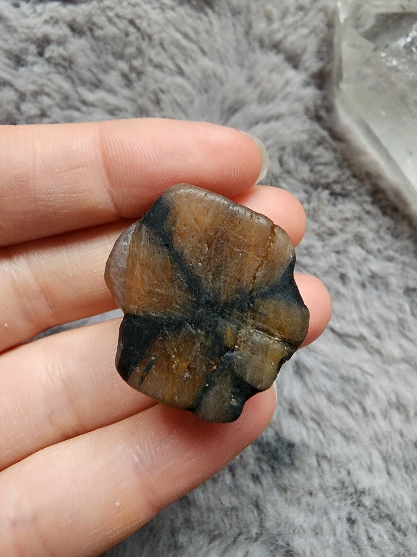 Chiastolite Specimen