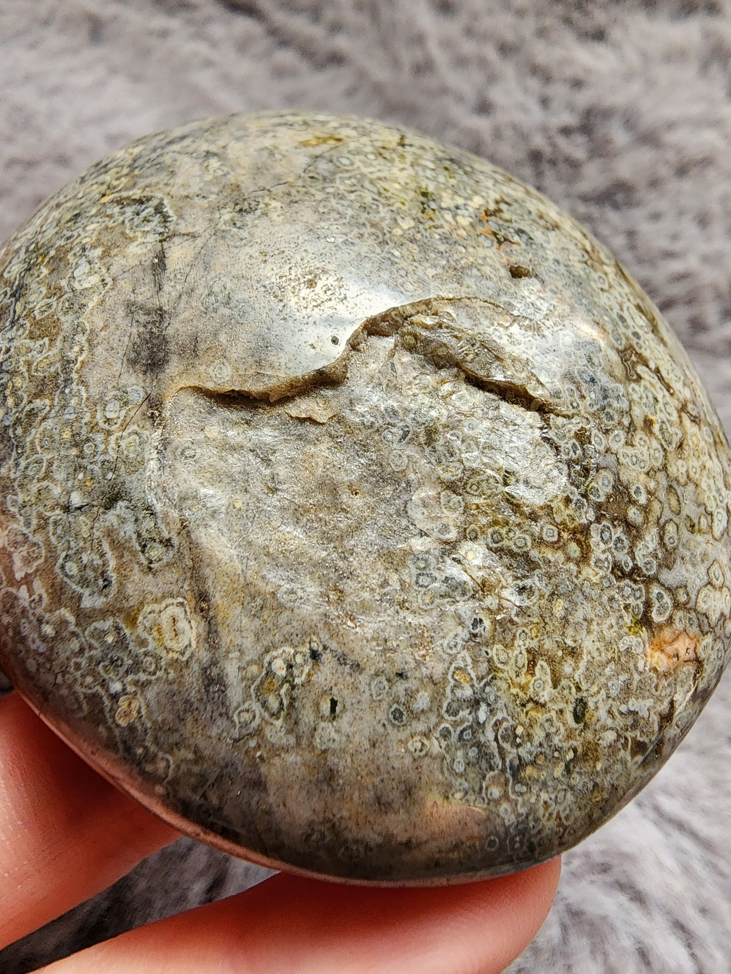 Orbicular Jasper Palmstone