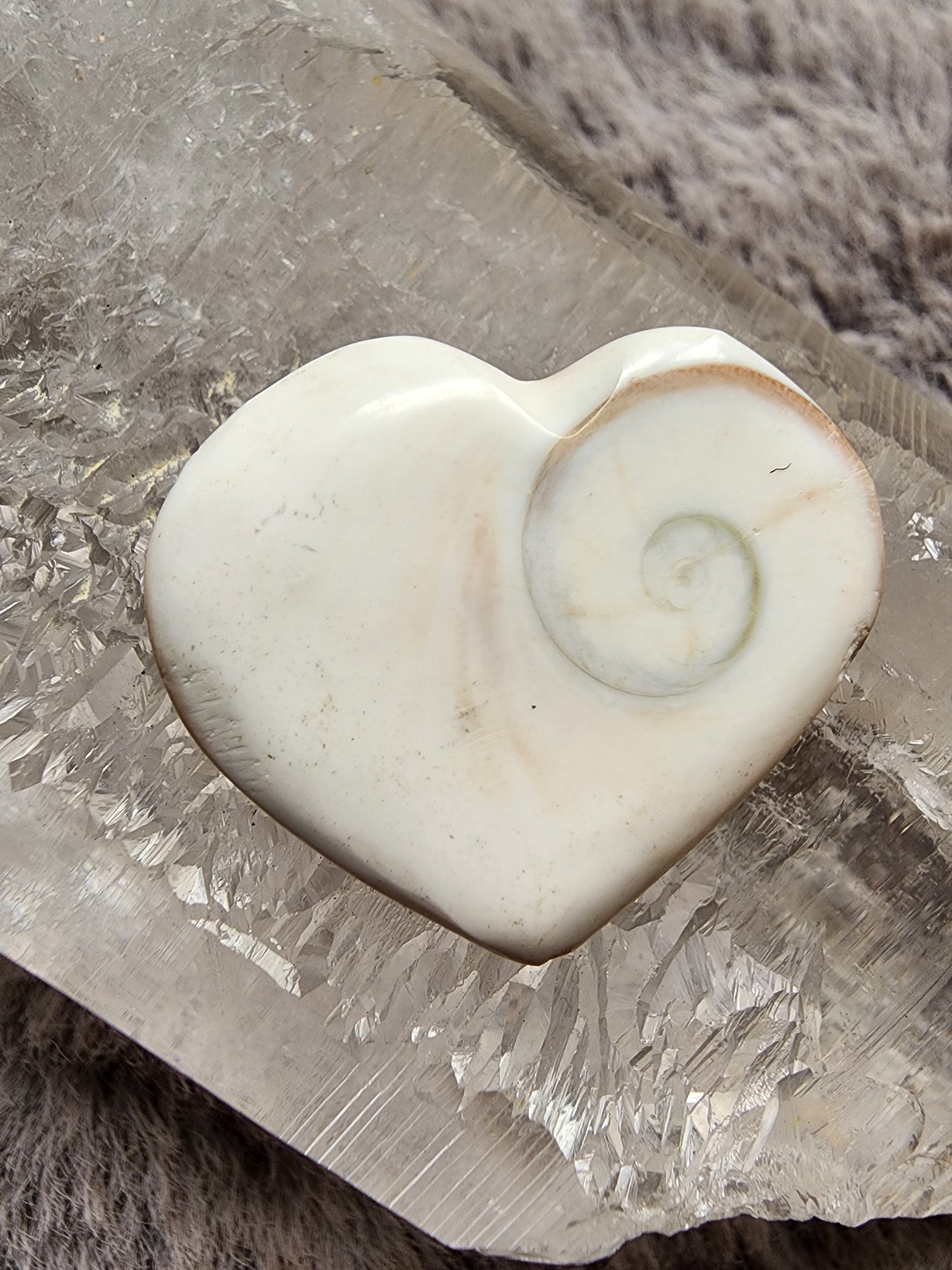 Shiva Shell Heart