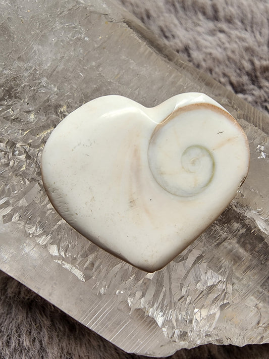 Shiva Shell Heart