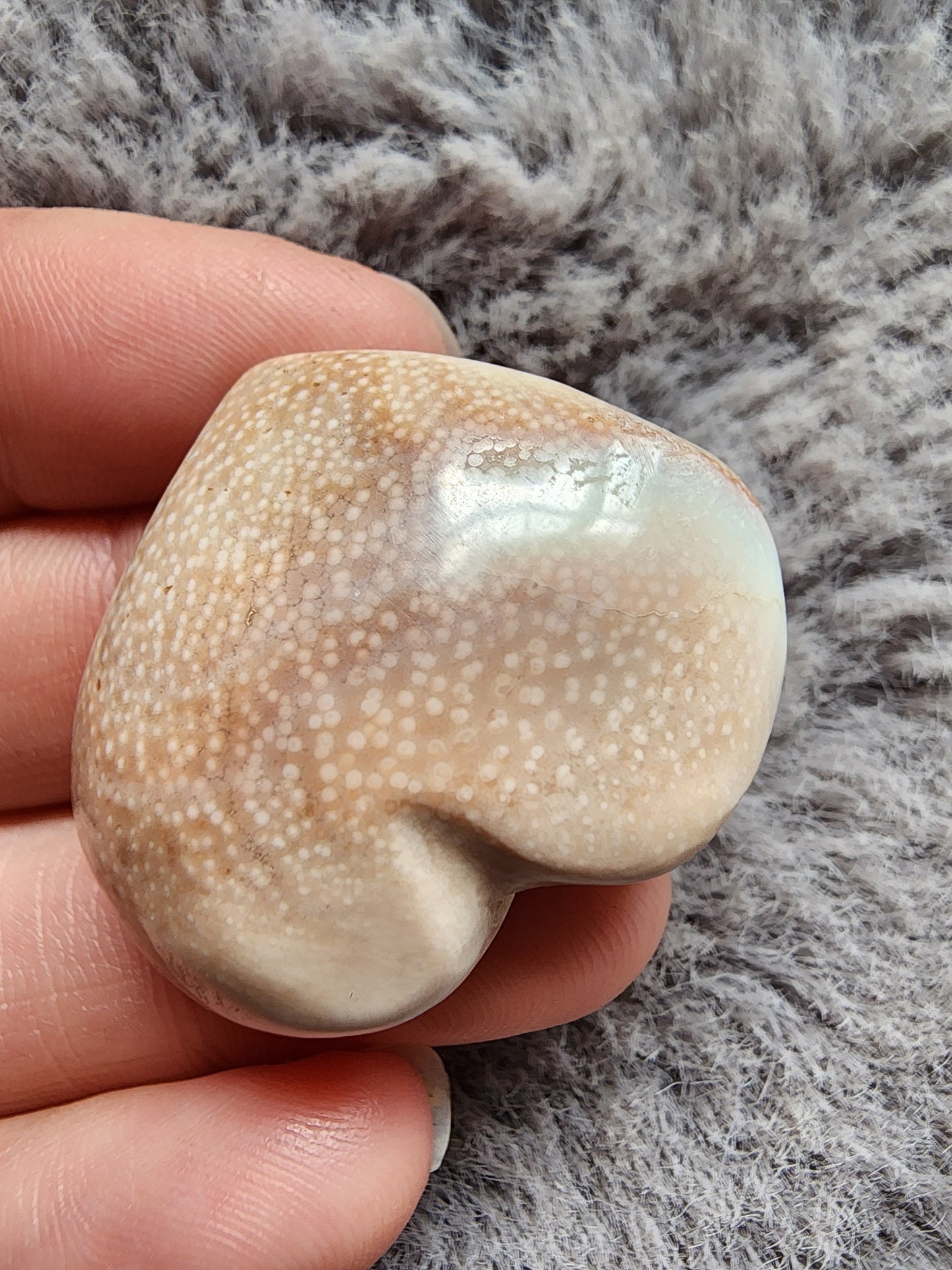 Shiva Shell Heart
