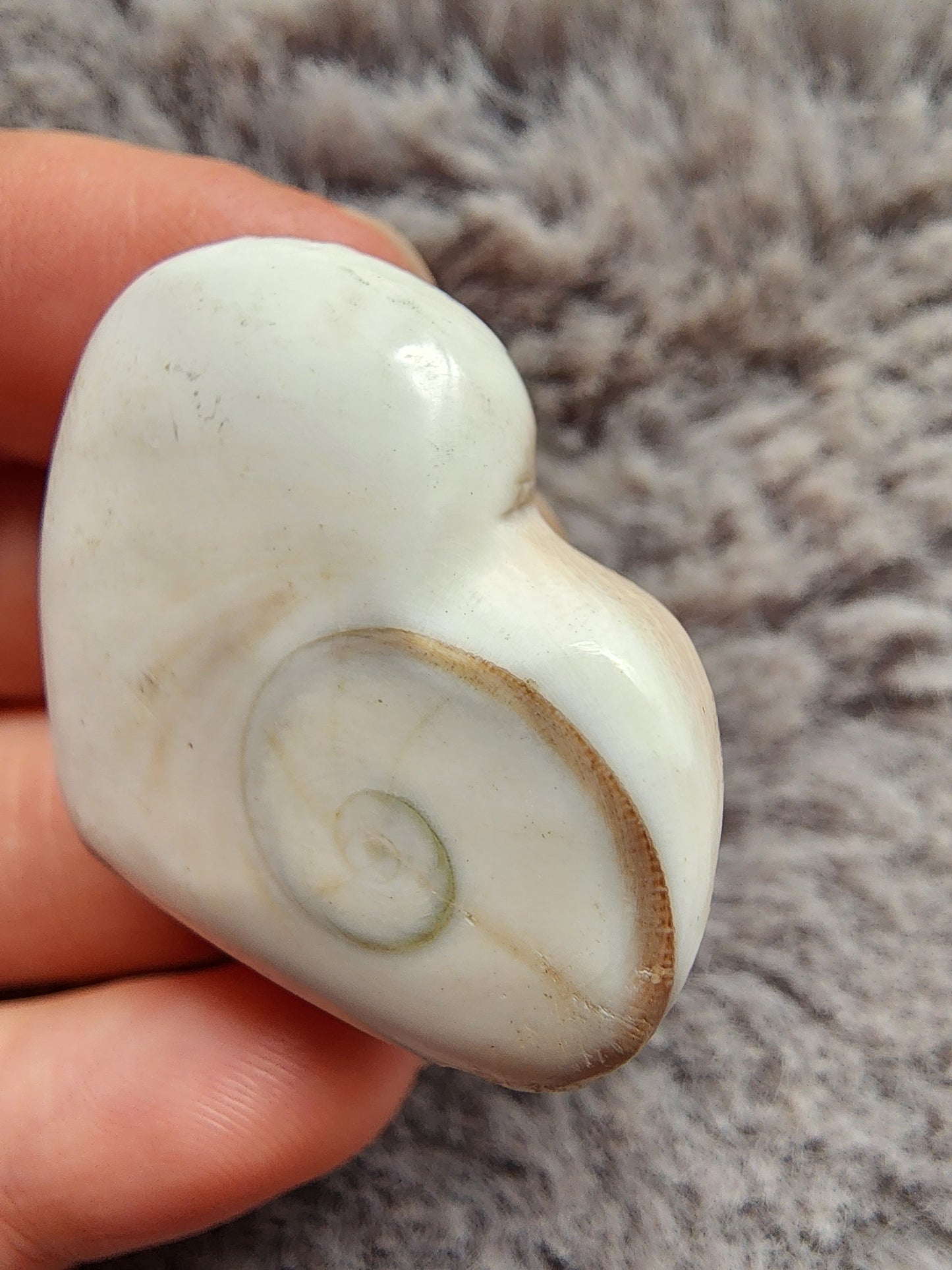 Shiva Shell Heart