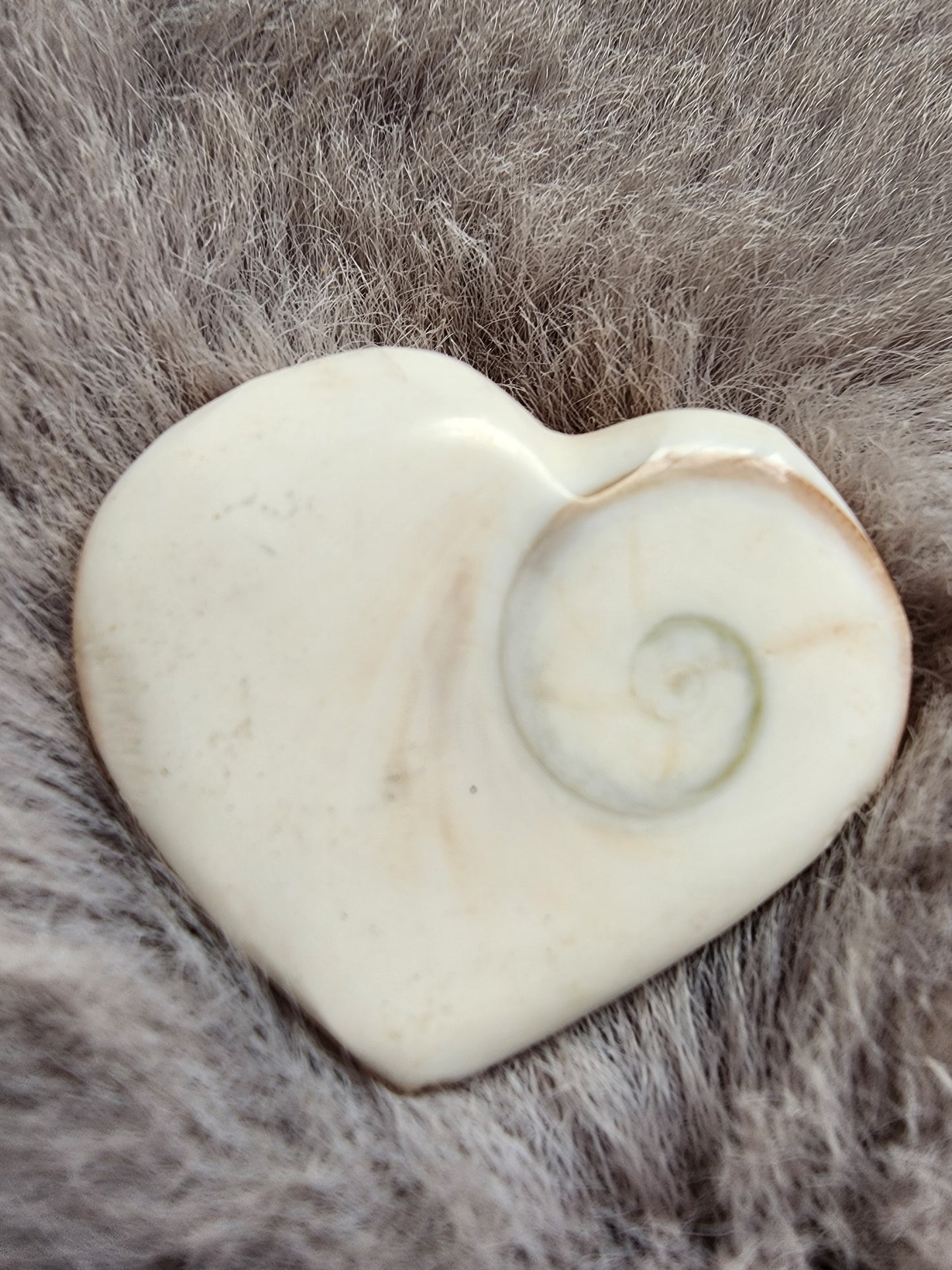 Shiva Shell Heart
