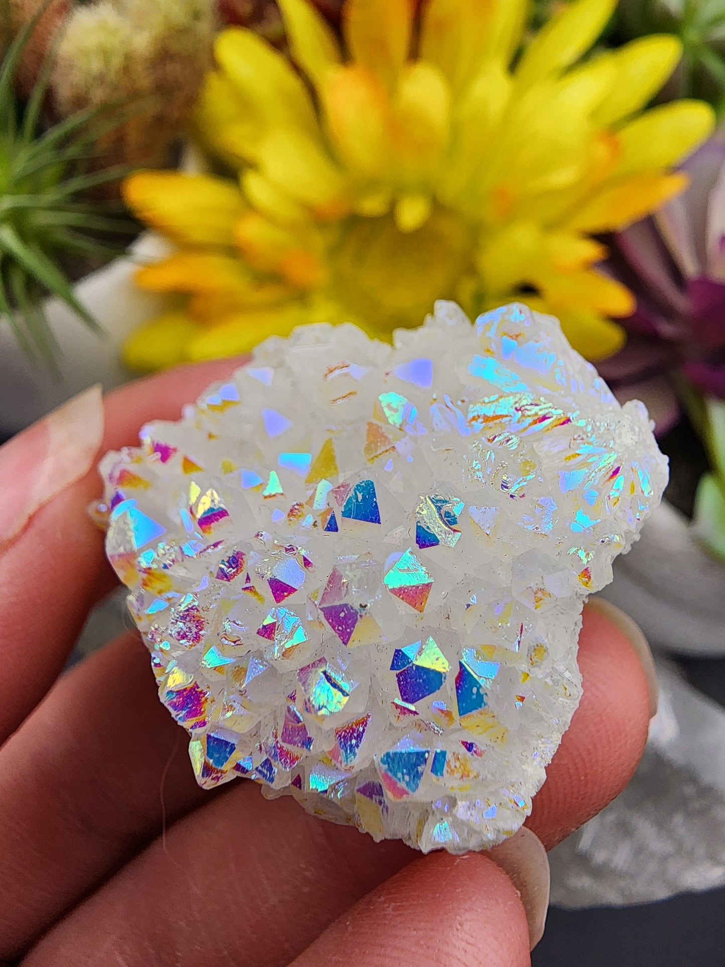 Angel Aura Cluster
