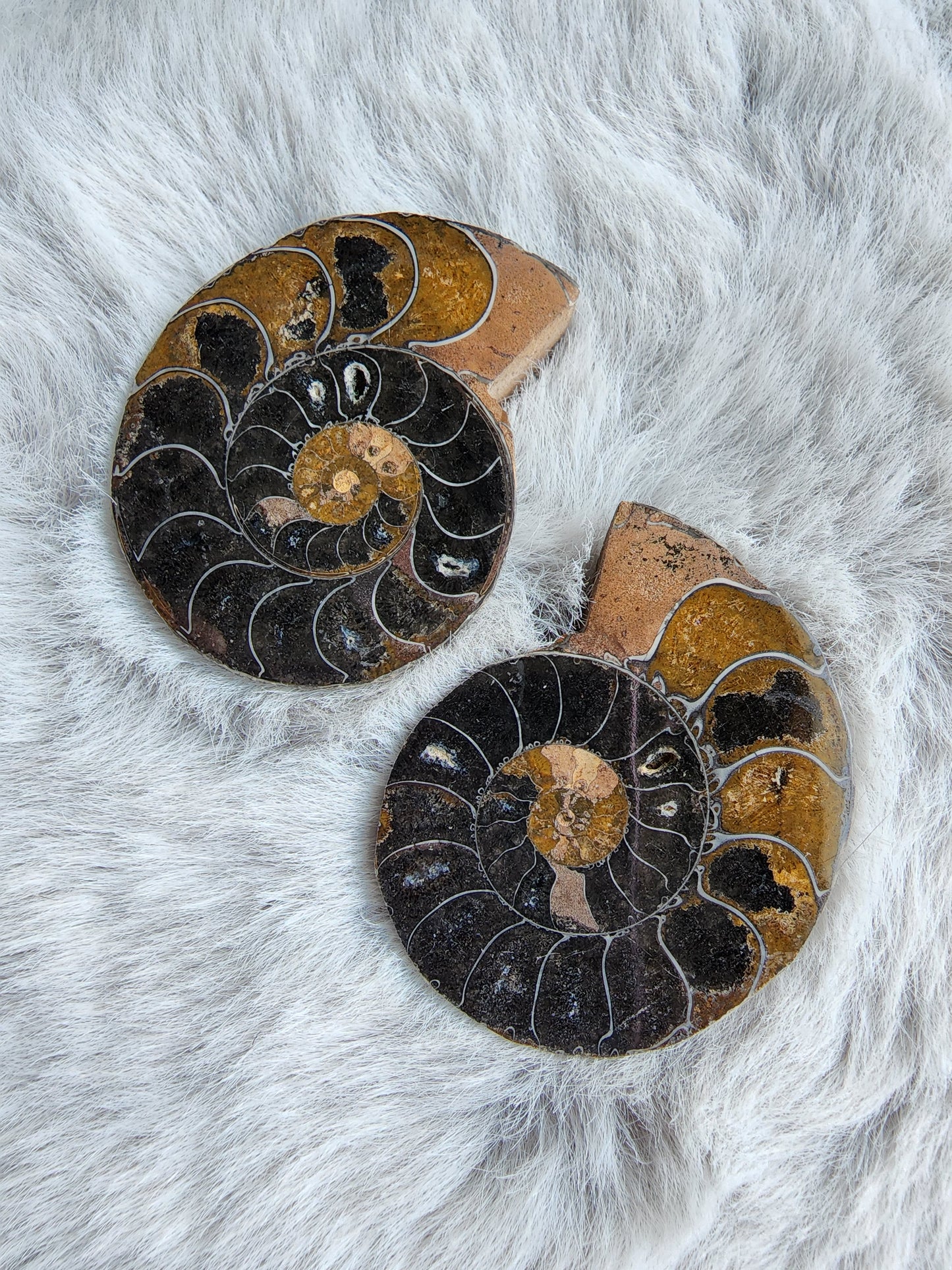 Black Ammonite Pair