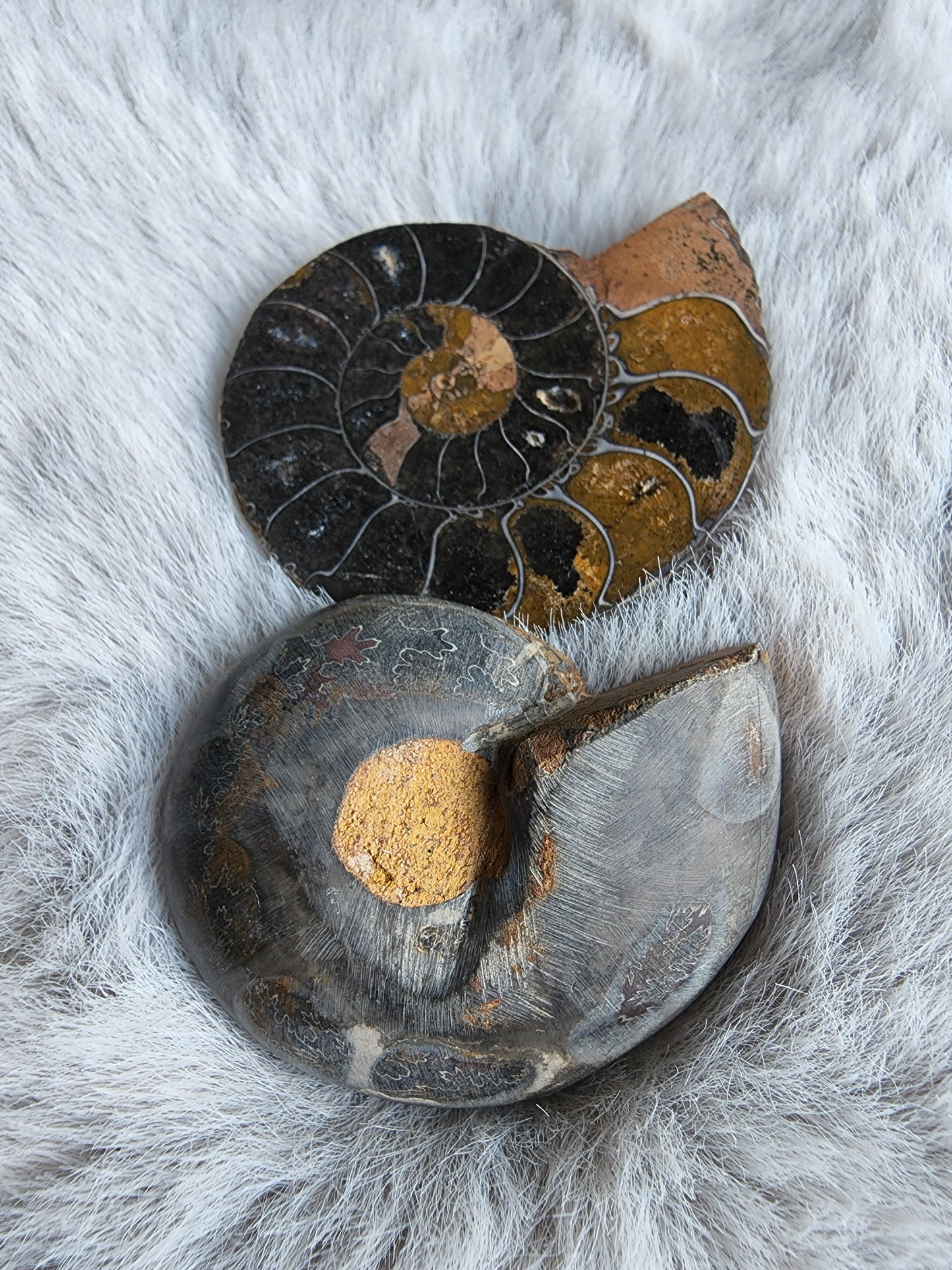 Black Ammonite Pair