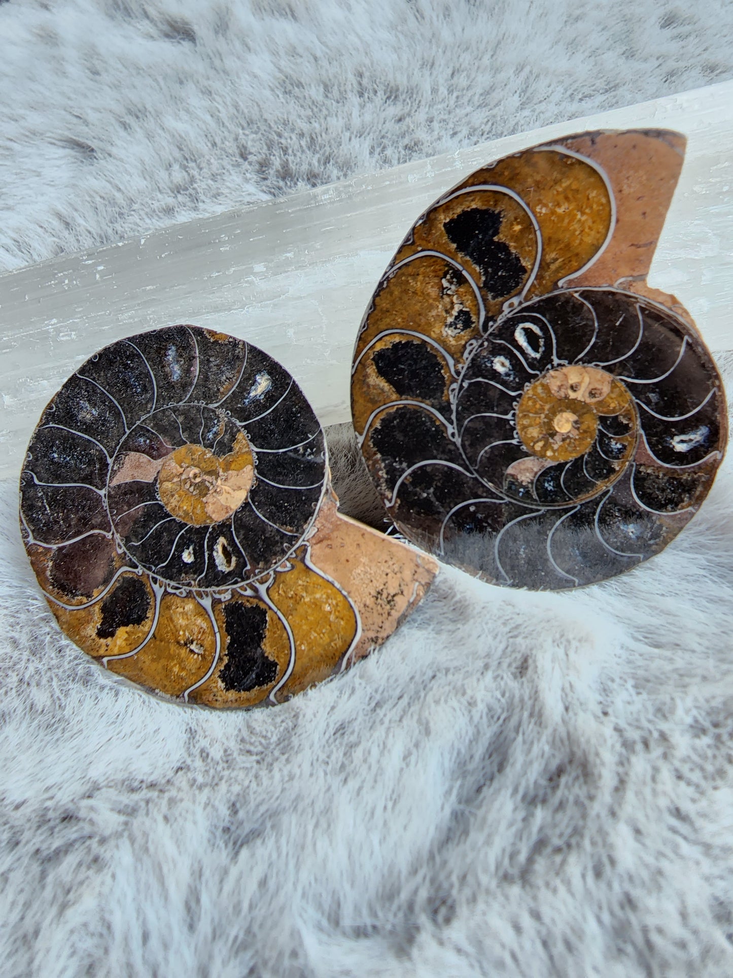 Black Ammonite Pair