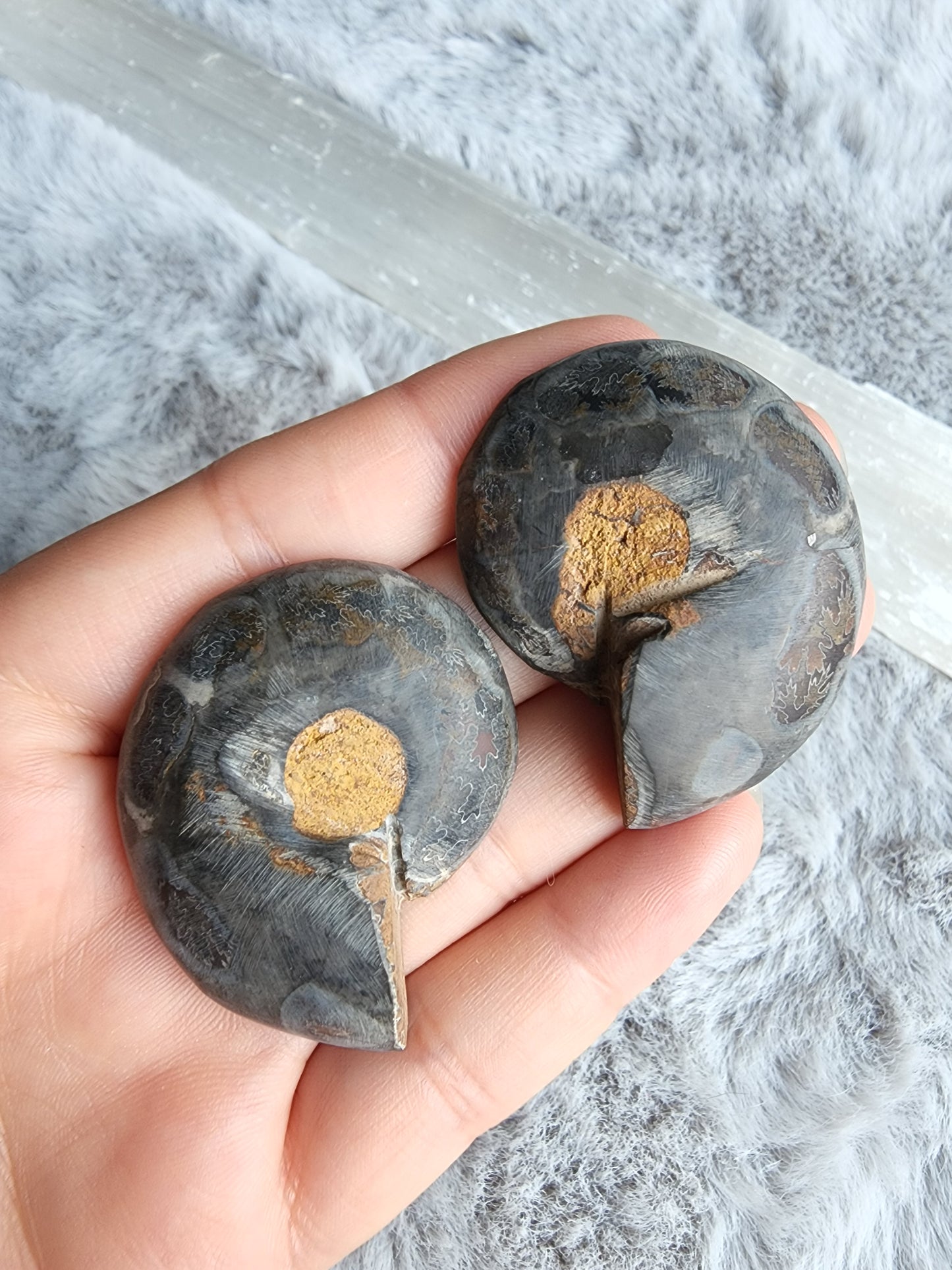 Black Ammonite Pair
