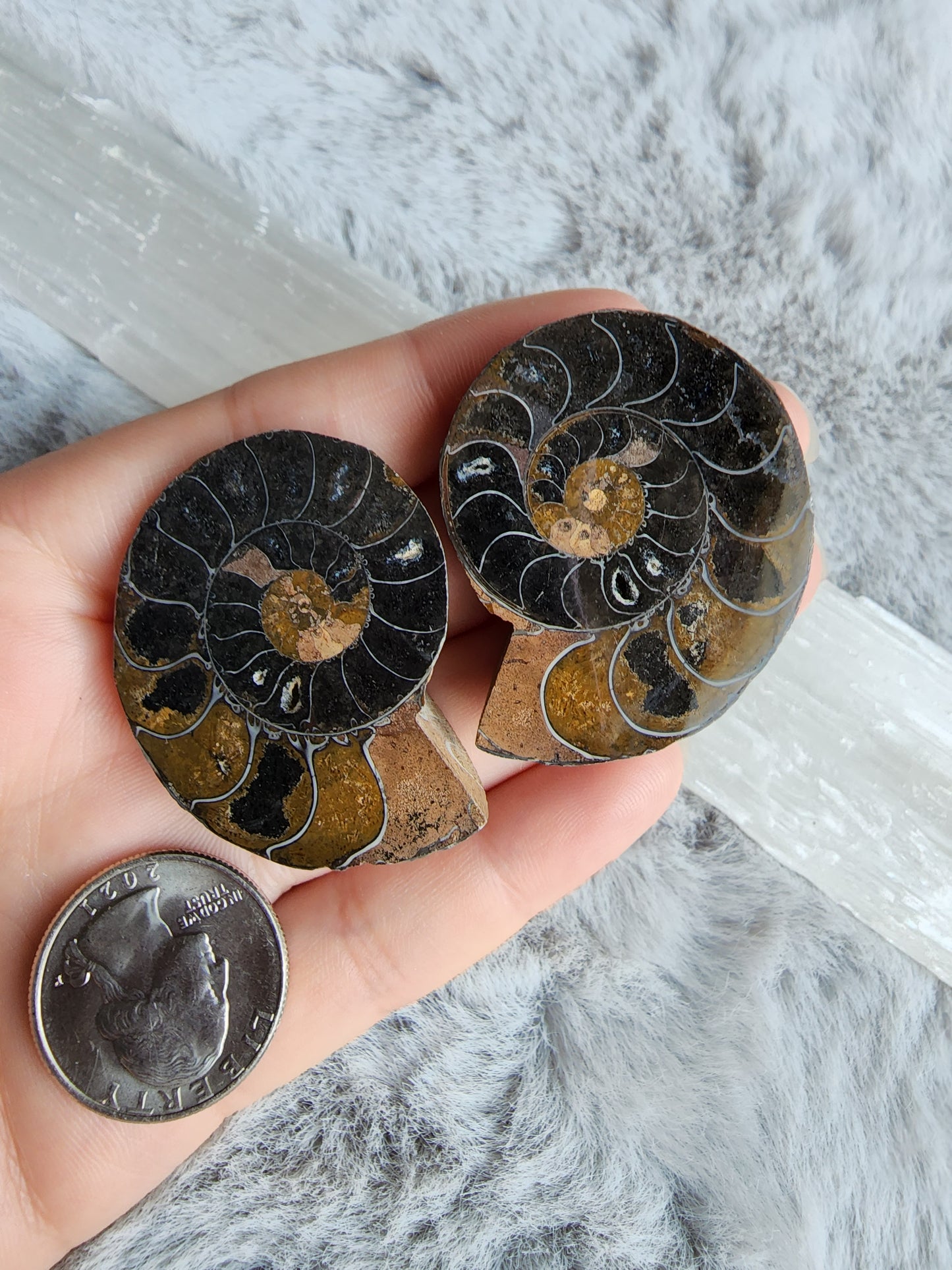 Black Ammonite Pair