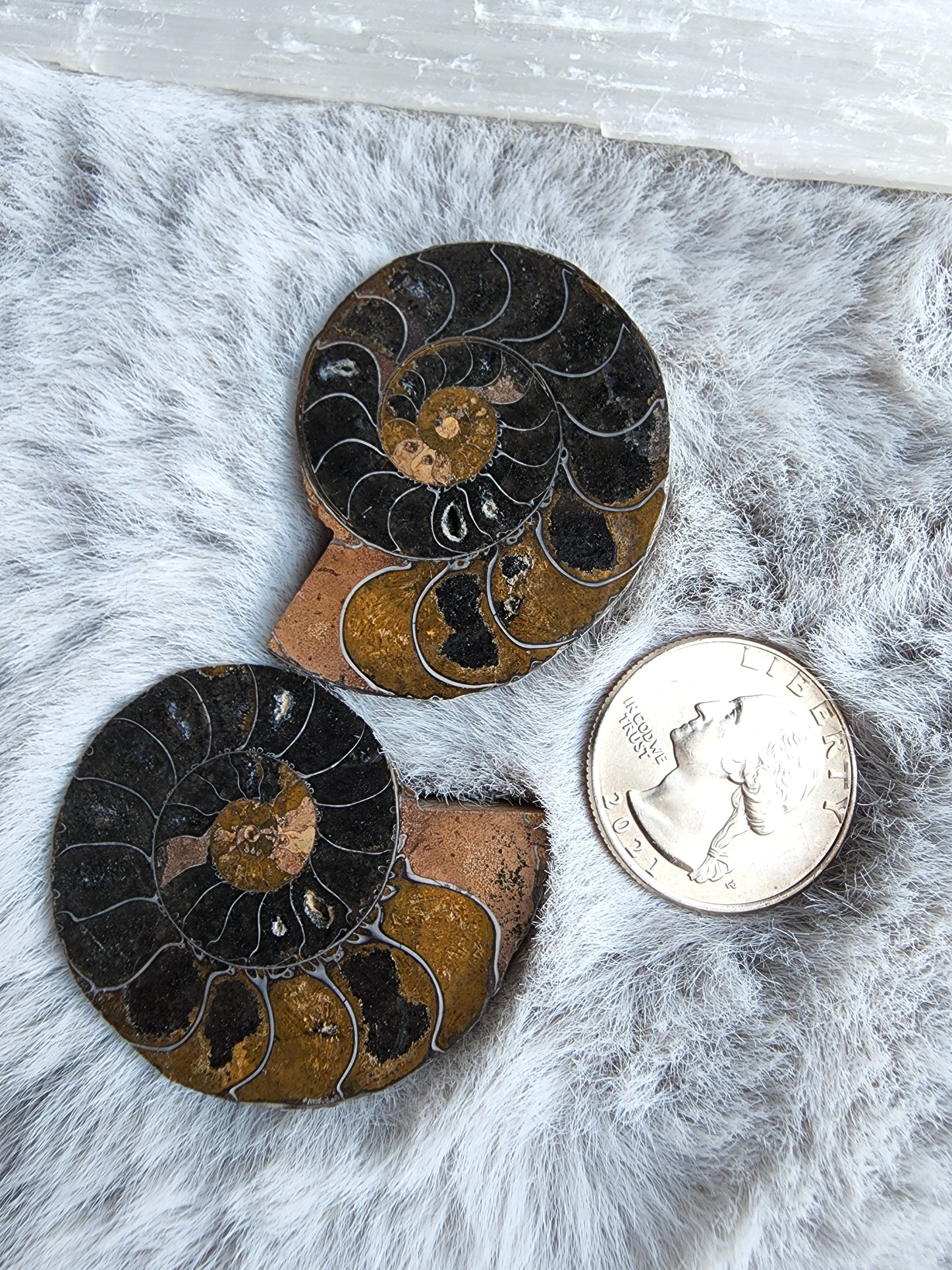 Black Ammonite Pair