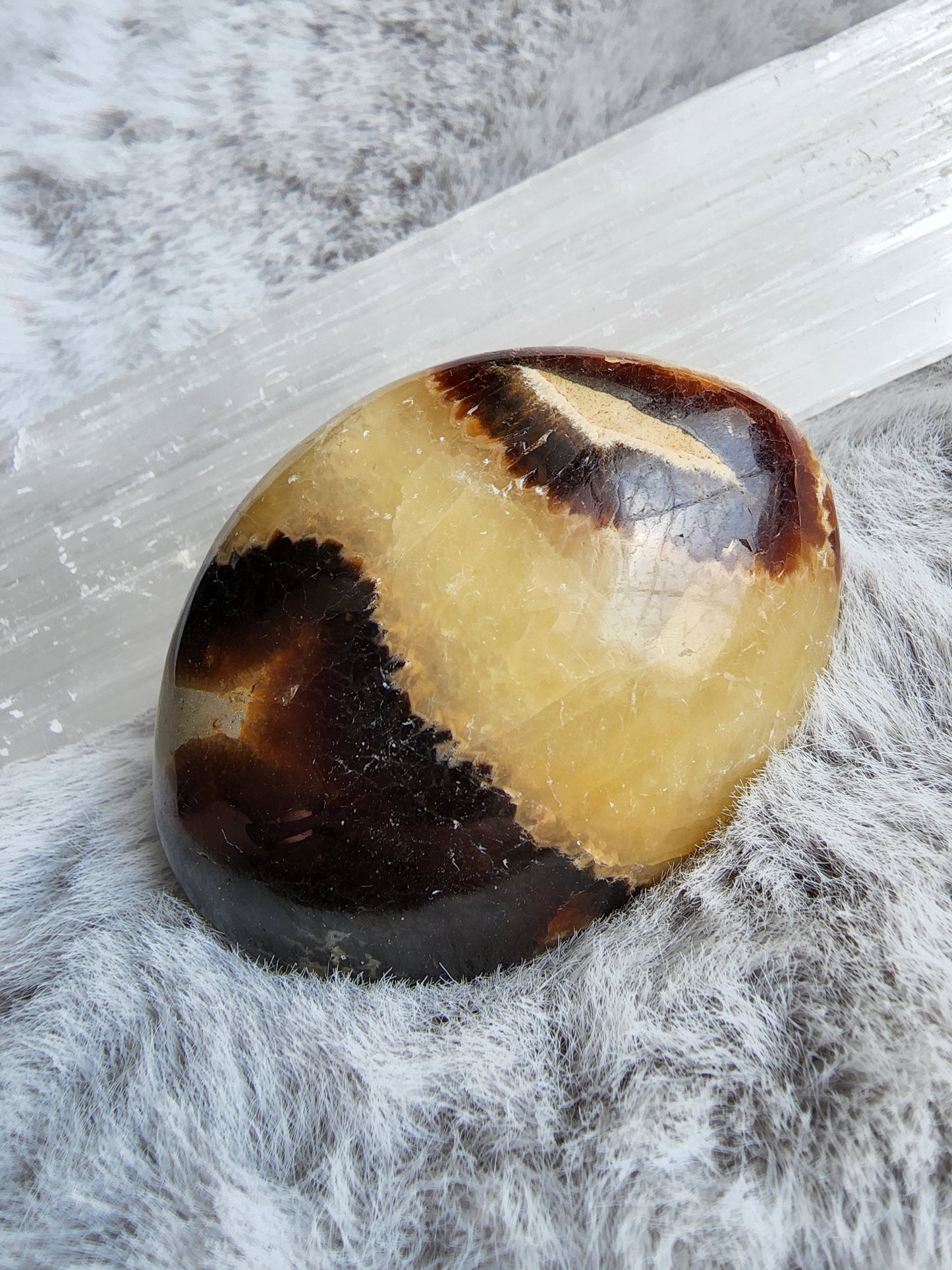 Septarian Palmstone