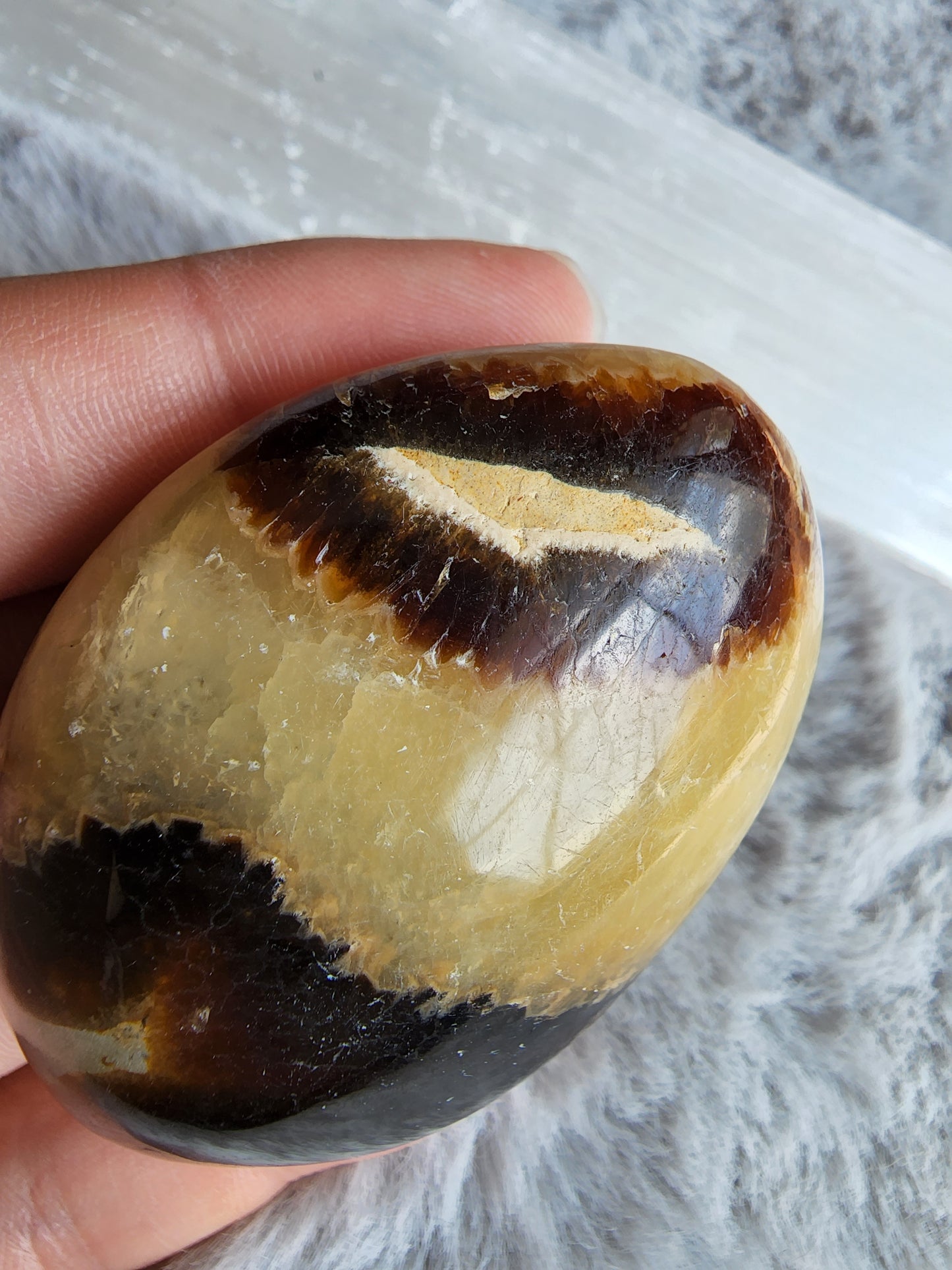 Septarian Palmstone