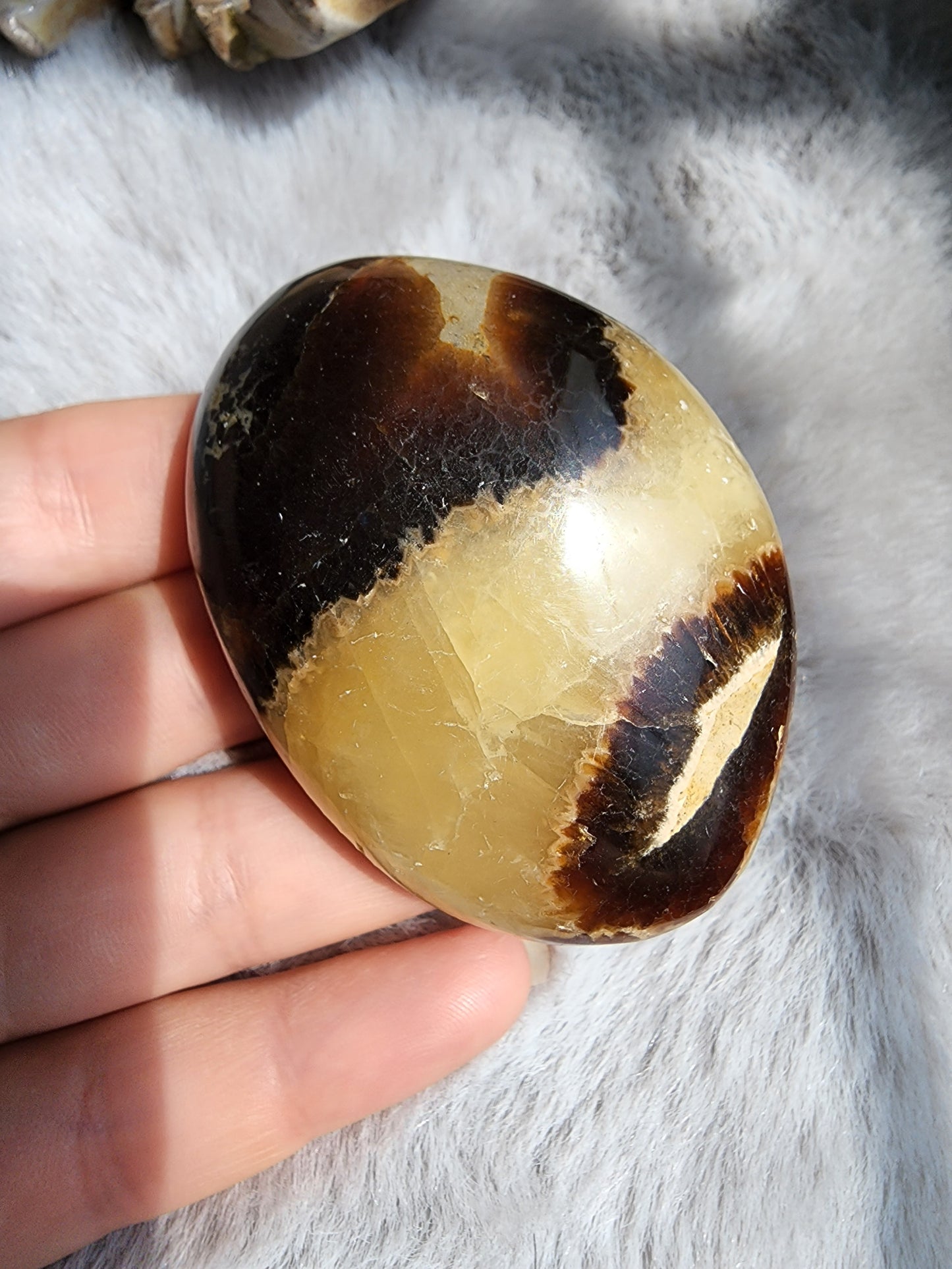 Septarian Palmstone