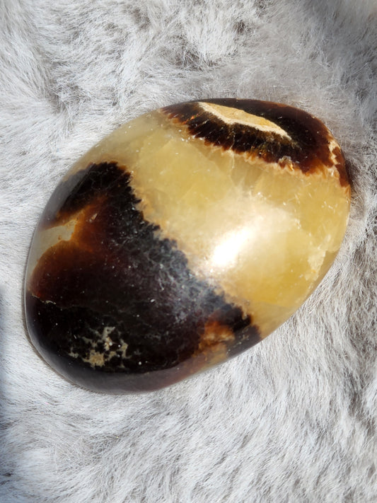 Septarian Palmstone