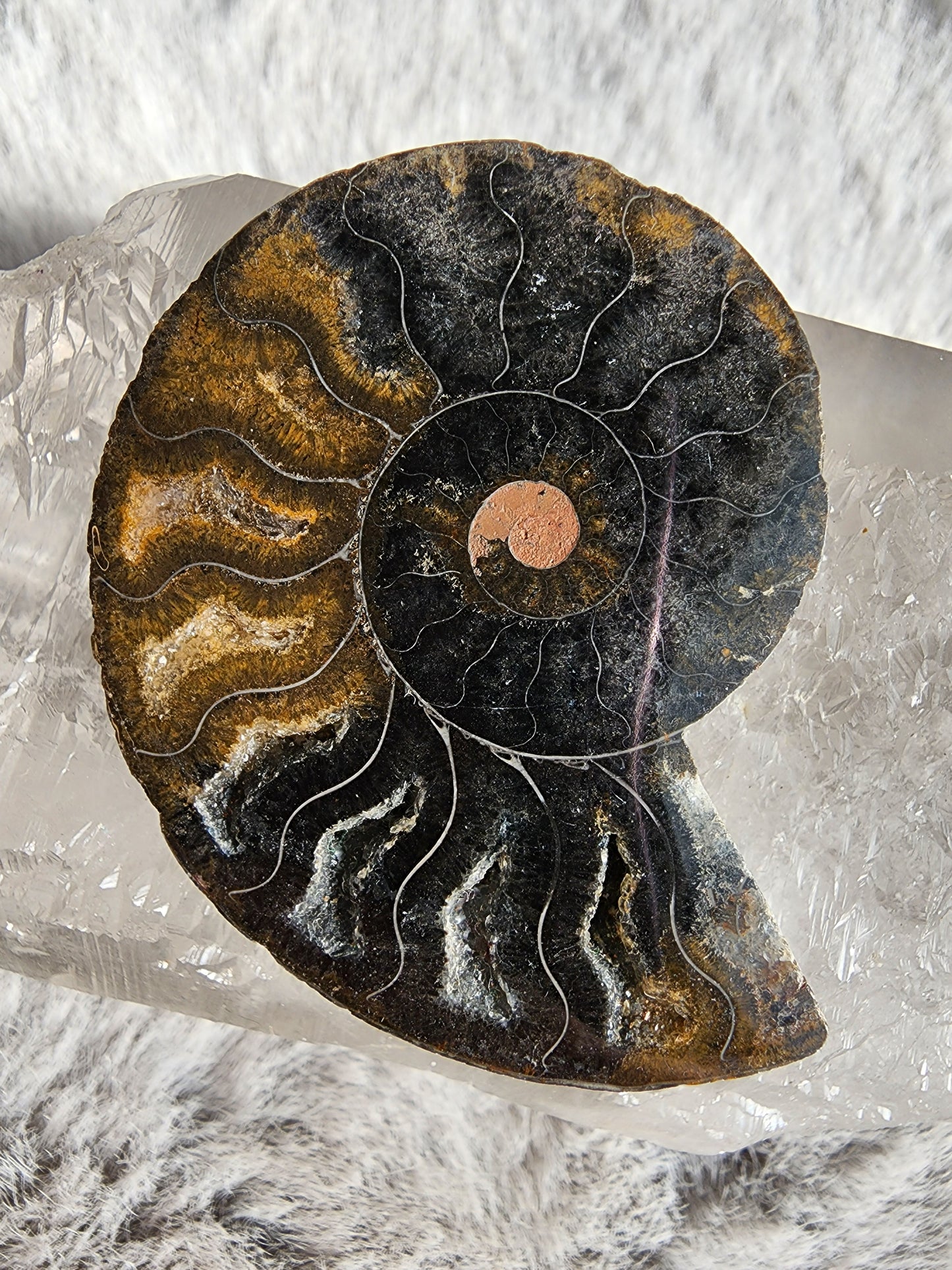 Black Ammonite Fossil