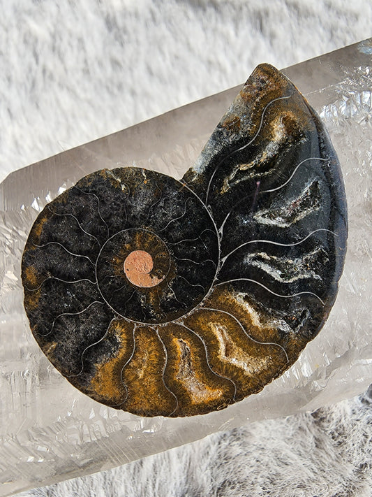 Black Ammonite Fossil