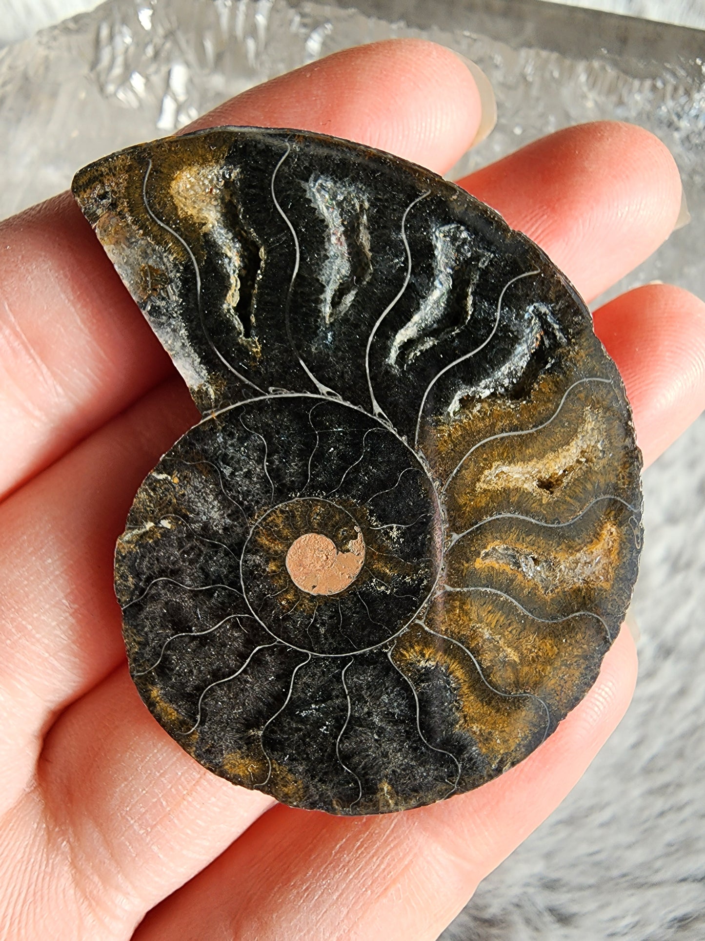 Black Ammonite Fossil