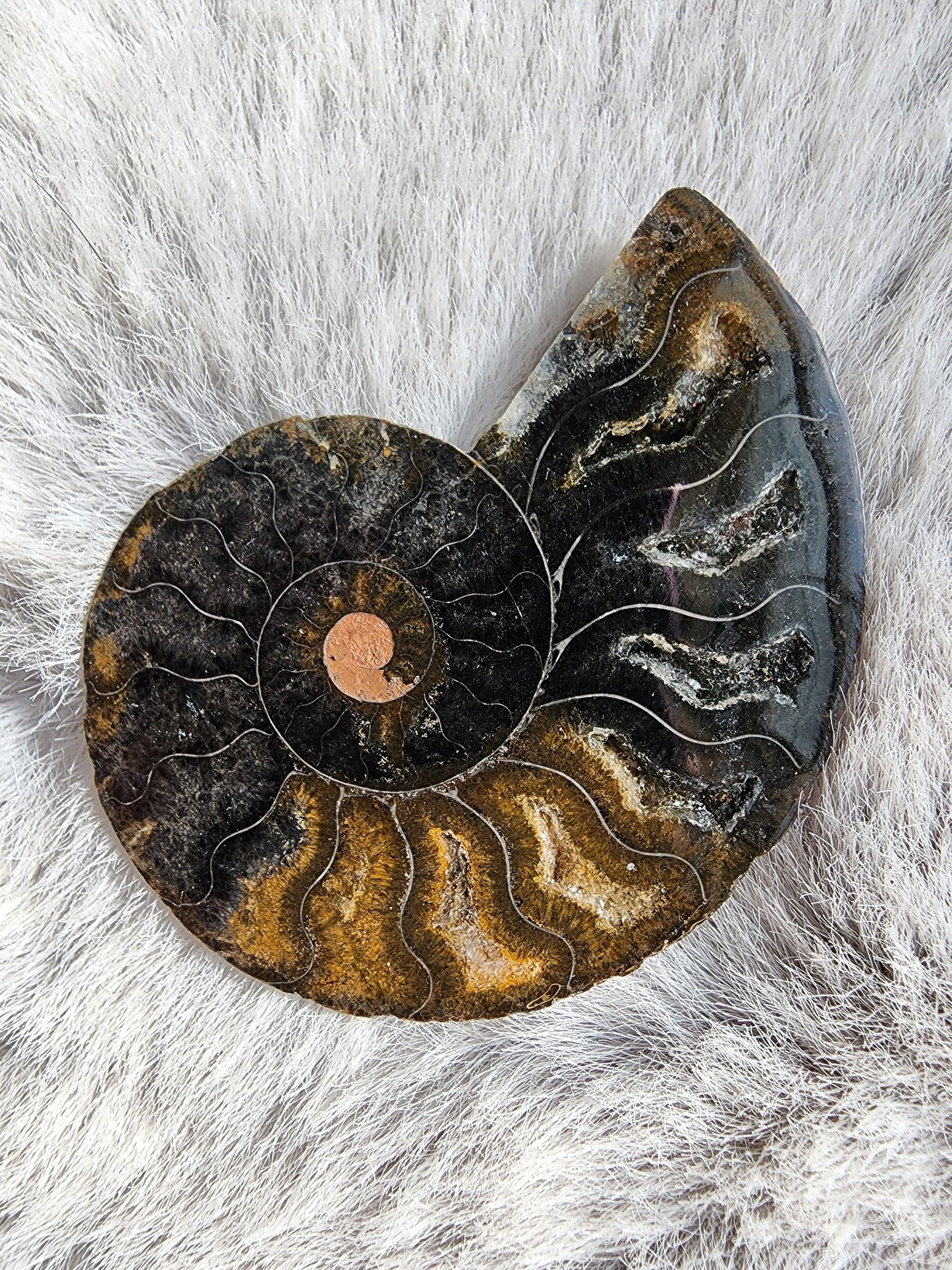 Black Ammonite Fossil