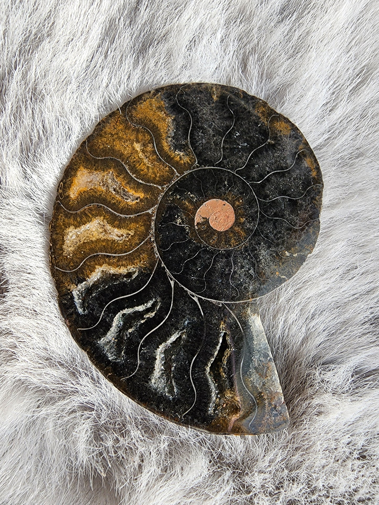 Black Ammonite Fossil