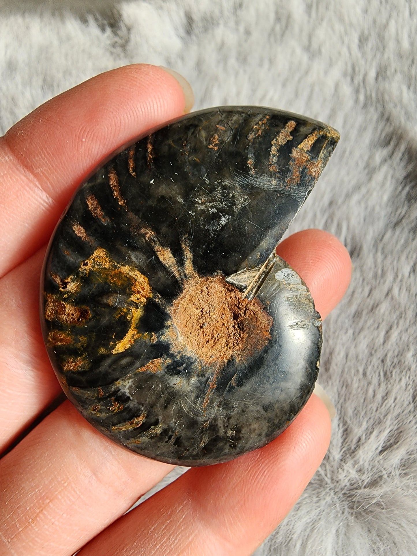 Black Ammonite Fossil