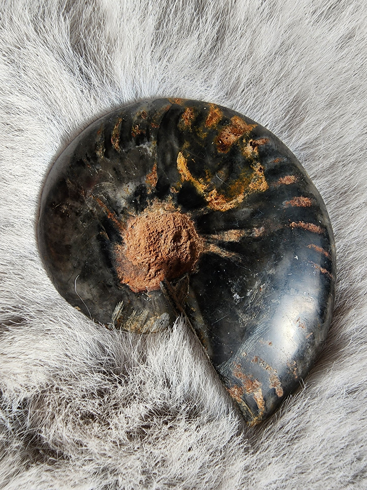 Black Ammonite Fossil