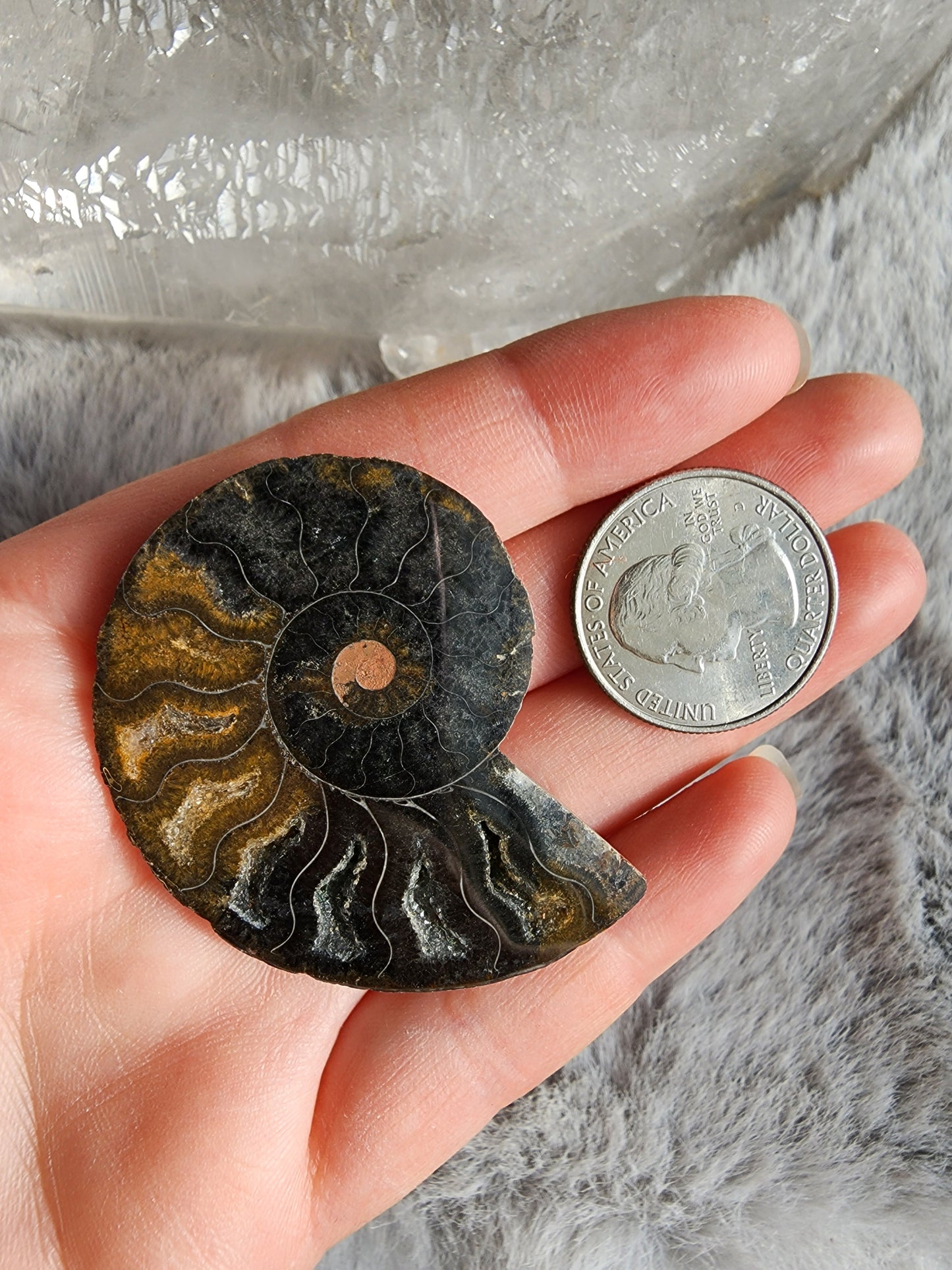 Black Ammonite Fossil