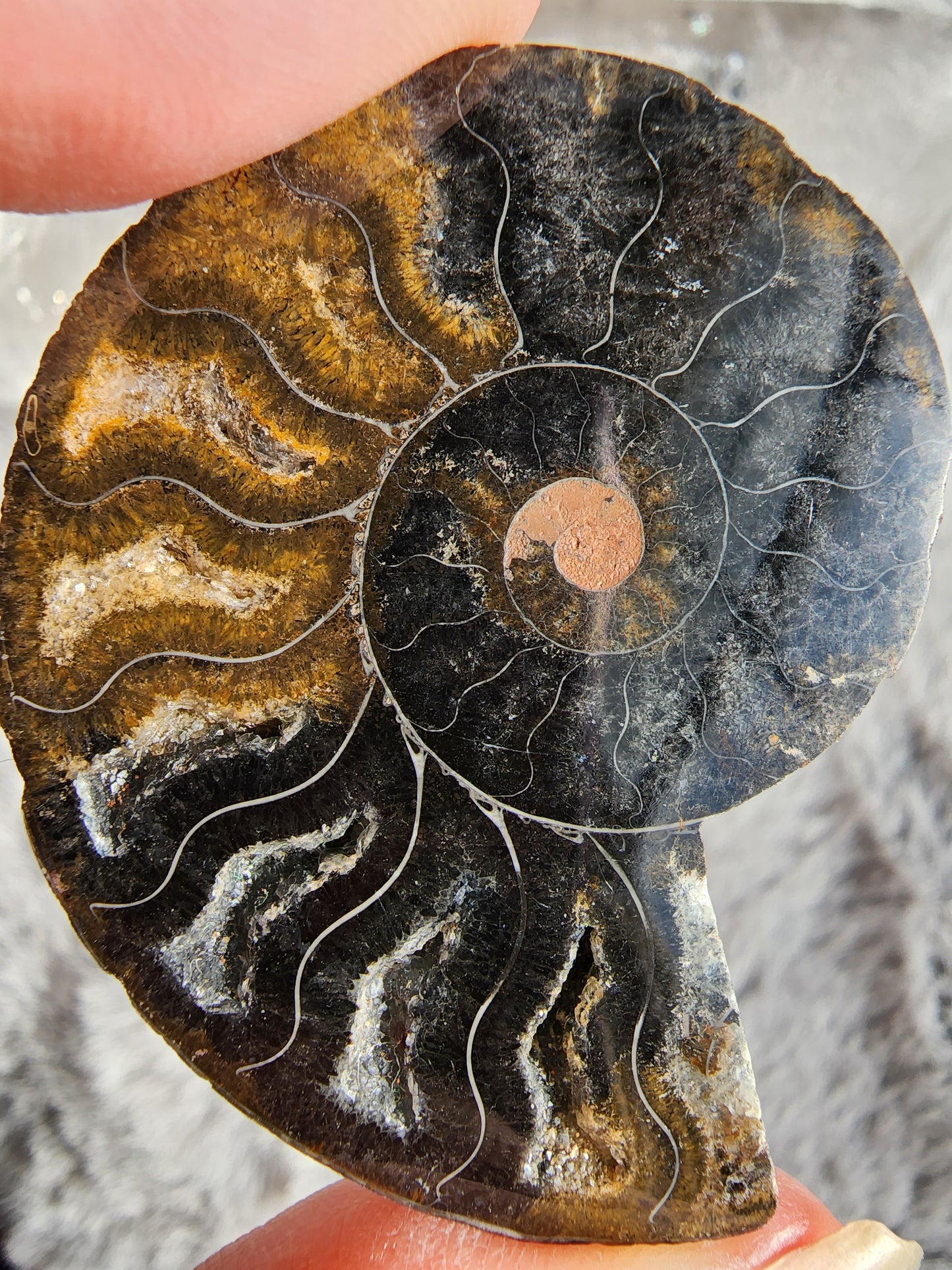Black Ammonite Fossil