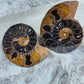 Black Ammonite Pair