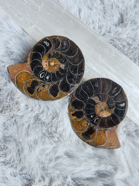 Black Ammonite Pair