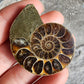 Ammonite Fossil